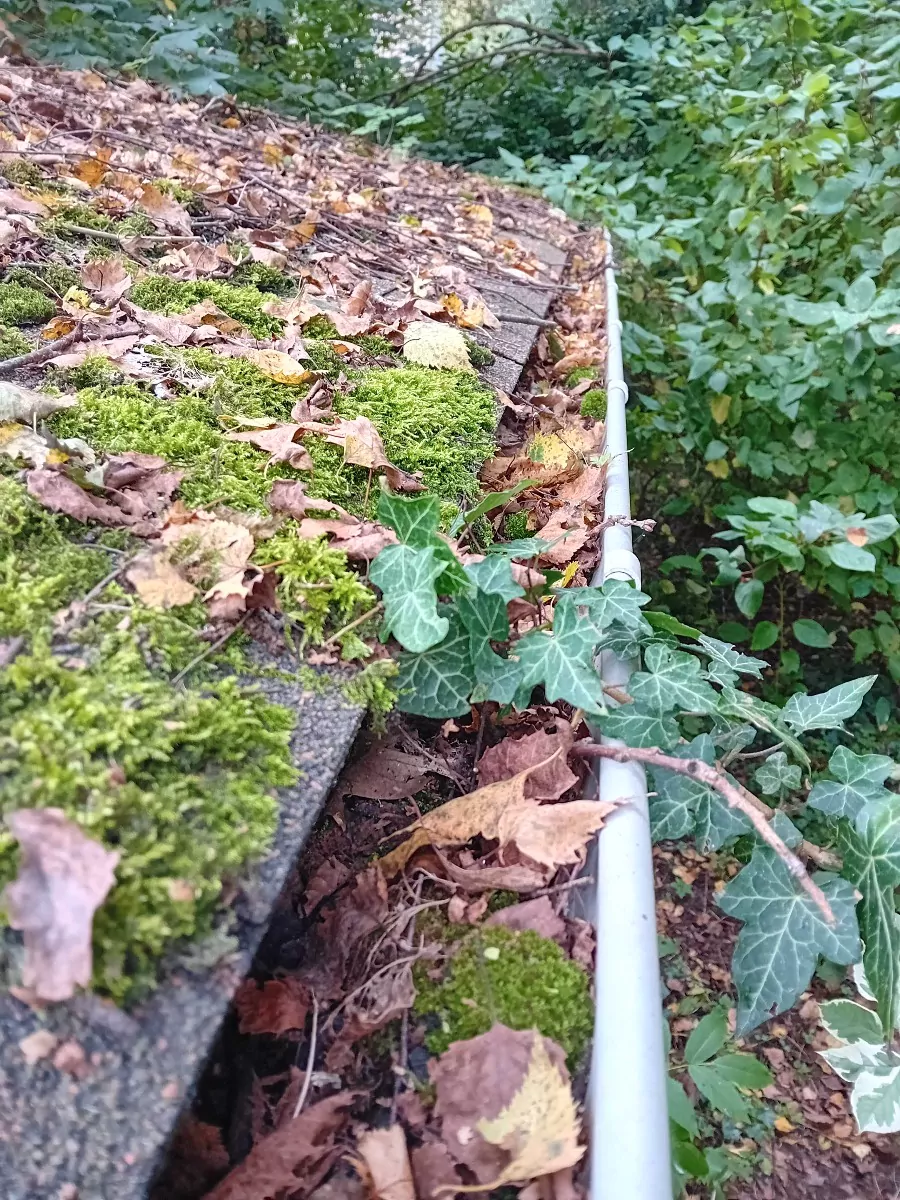 Gouttière le long d’un toit couvert de mousse, remplie de feuilles mortes et envahie par le lierre